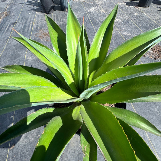 Smooth Agave