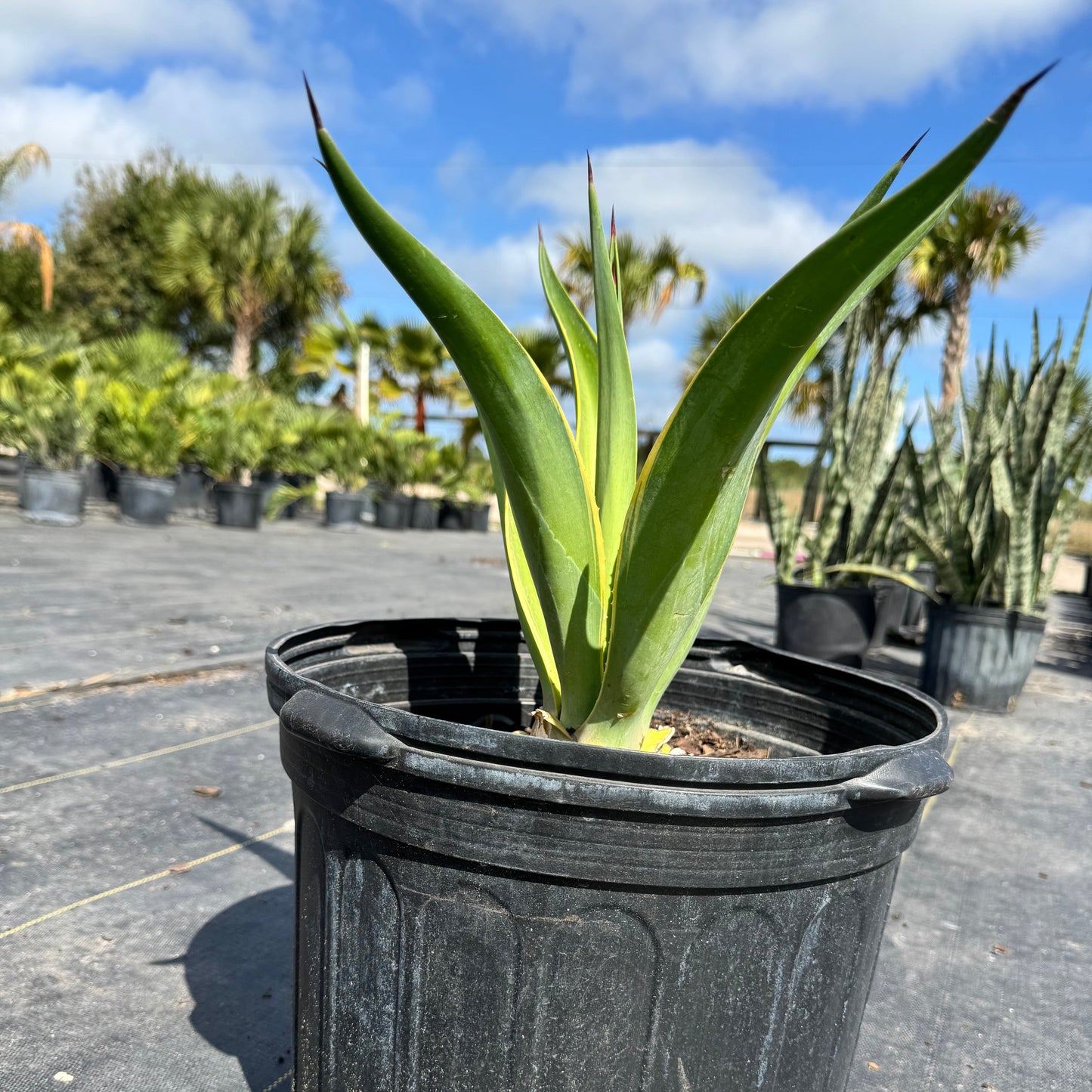 Variegated Desmettiana Agave