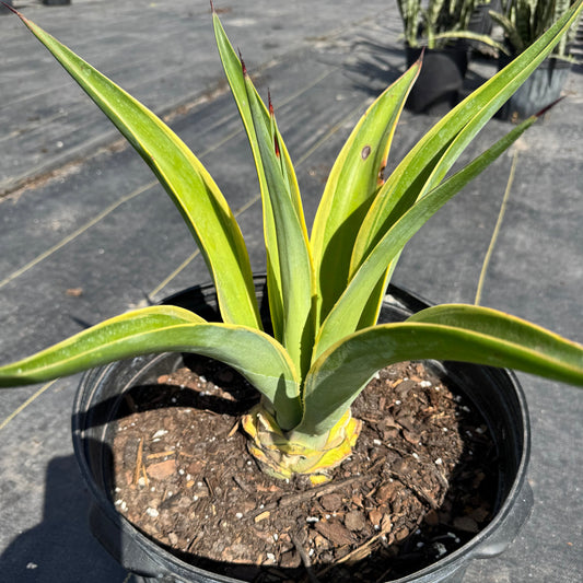 Variegated Desmettiana Agave