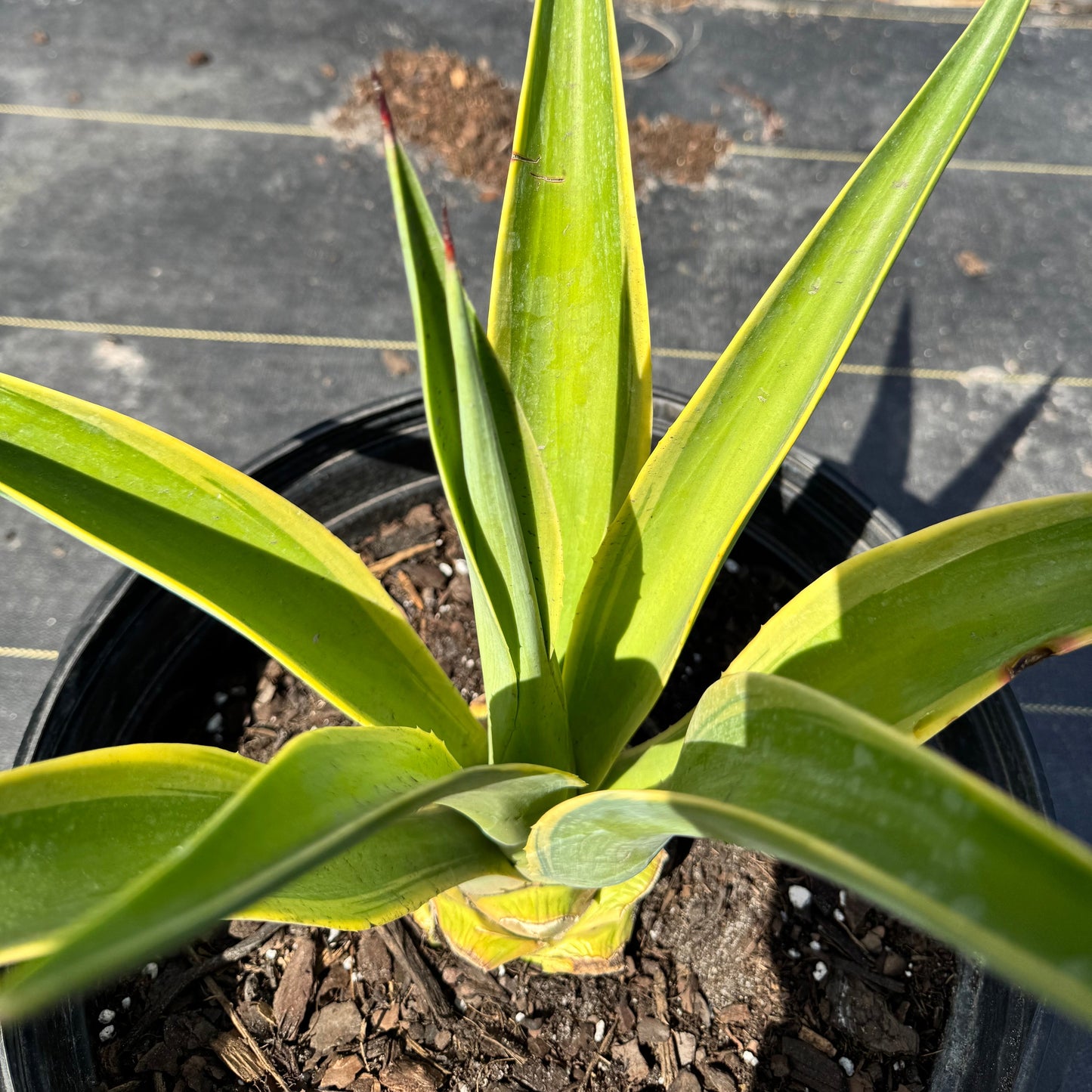 Variegated Desmettiana Agave