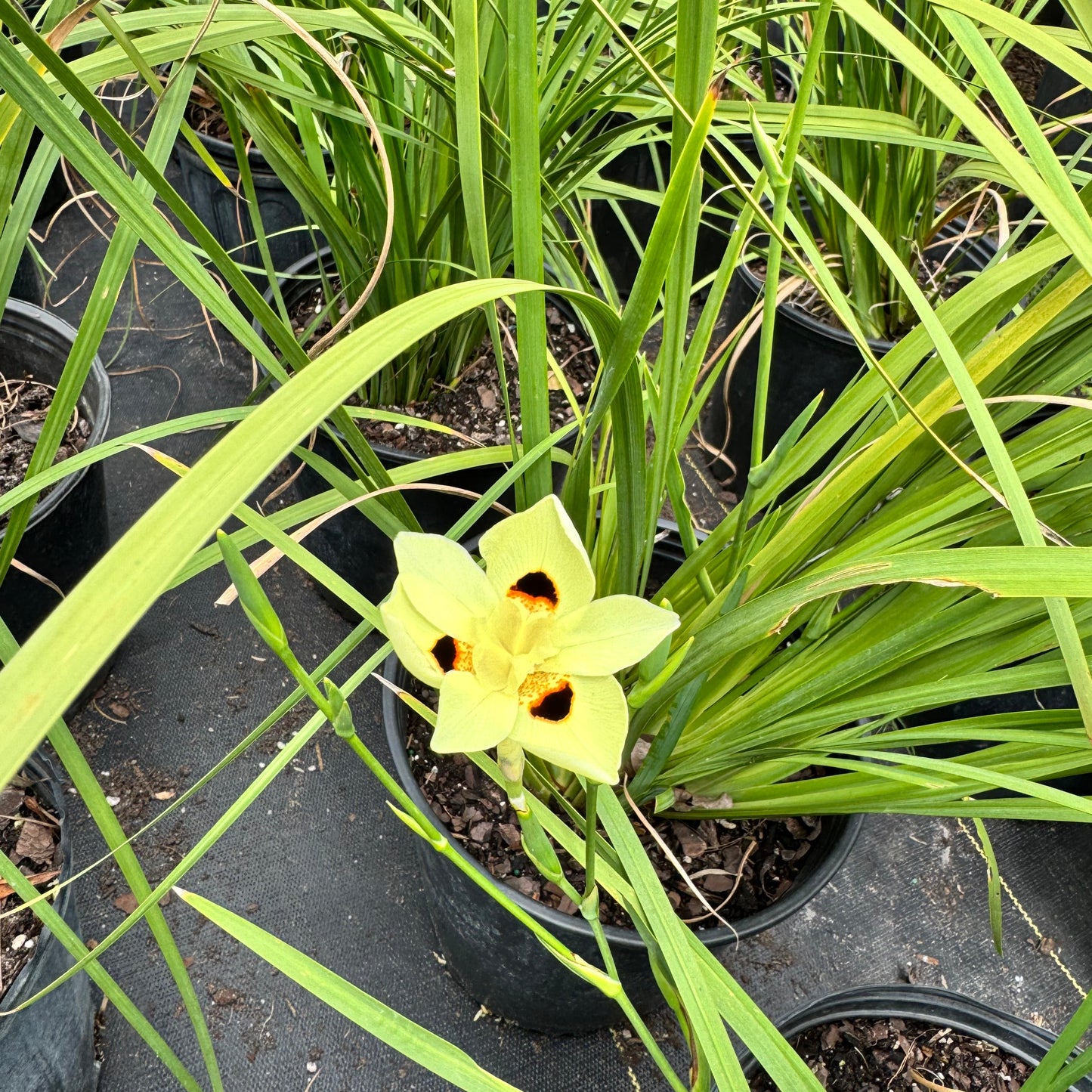 African Iris