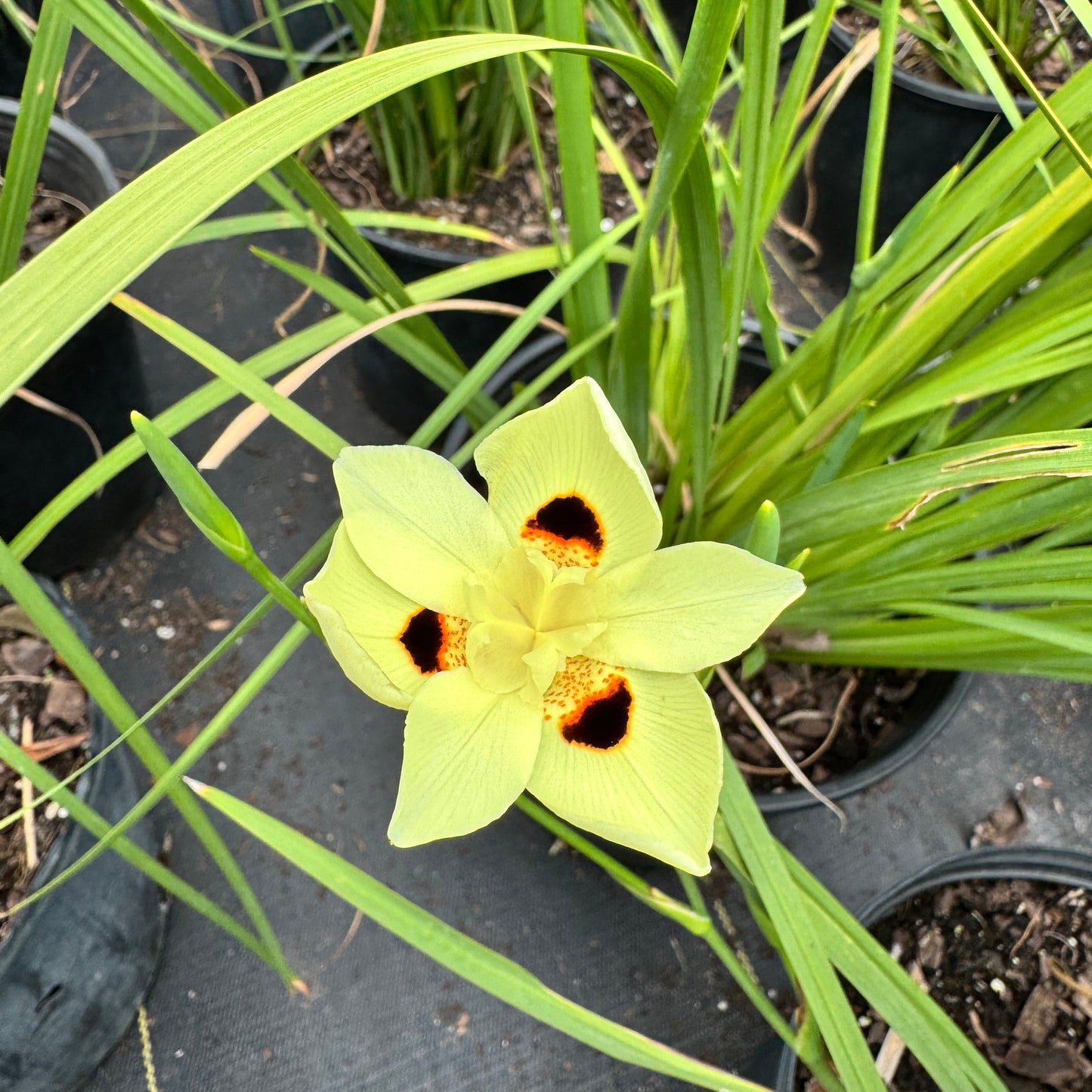 African Iris