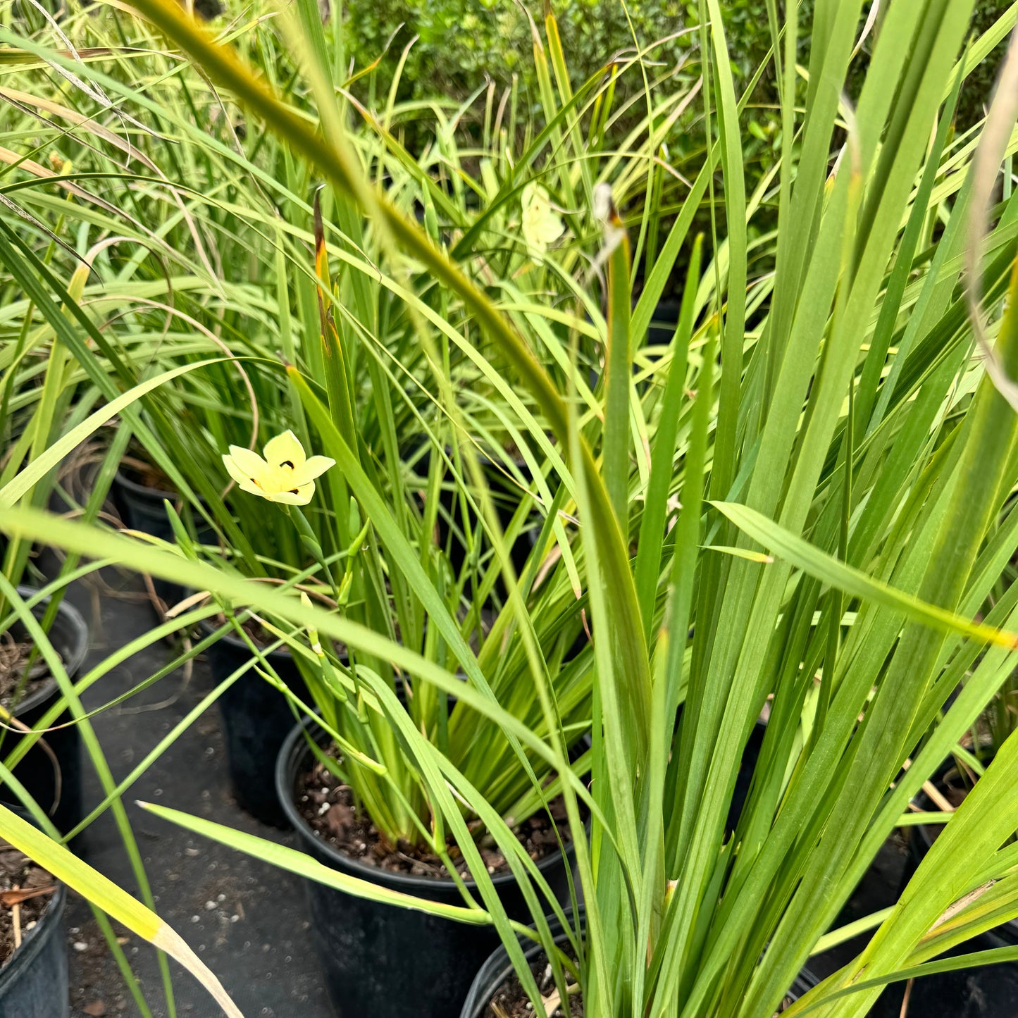 African Iris