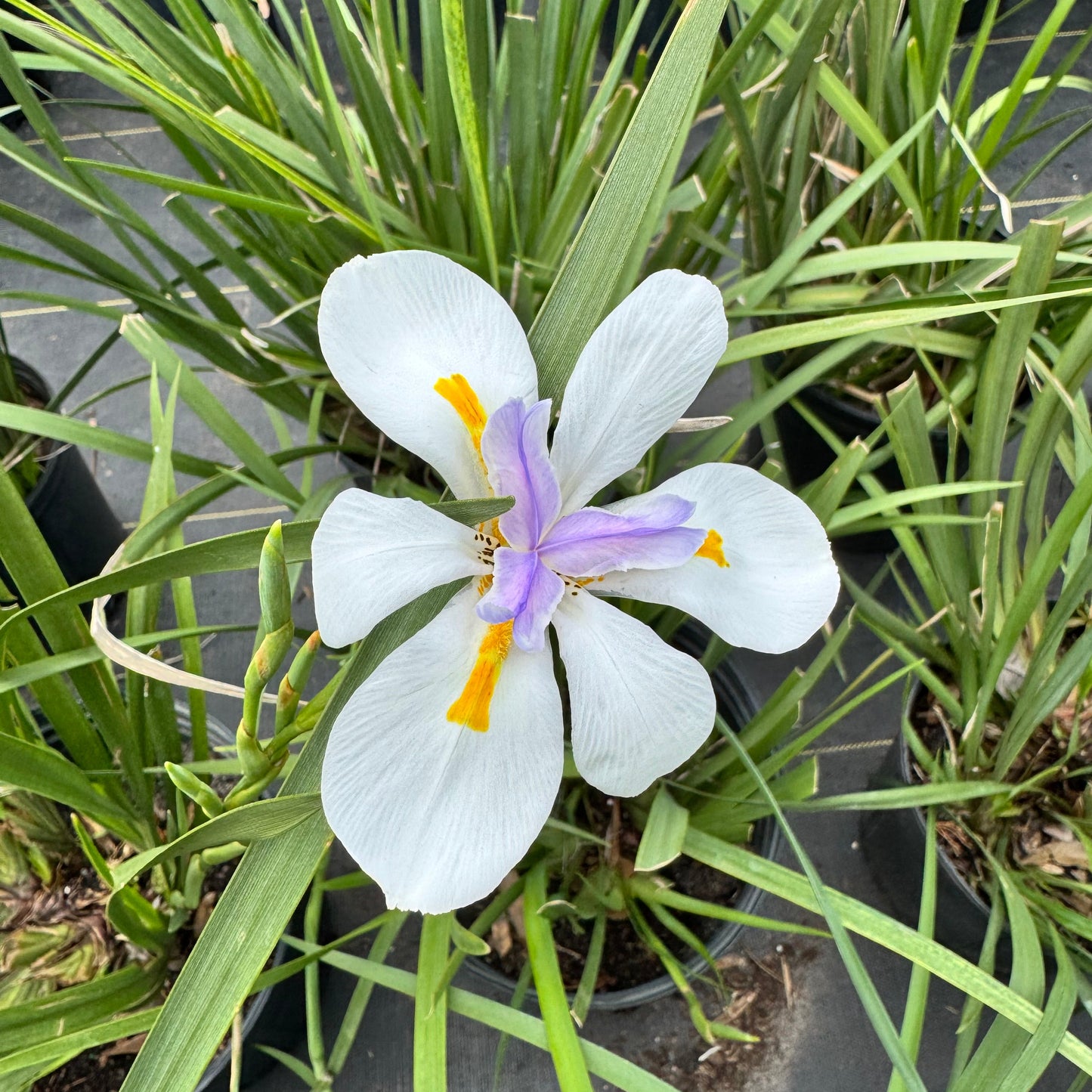 African Iris
