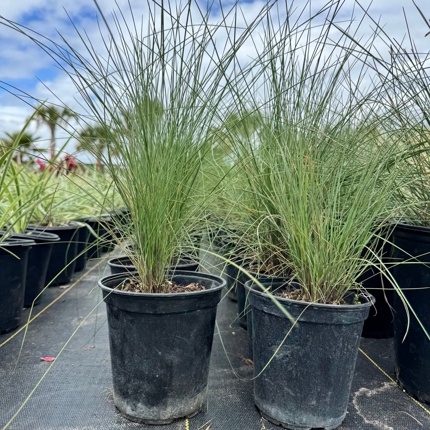 Muhly Grass