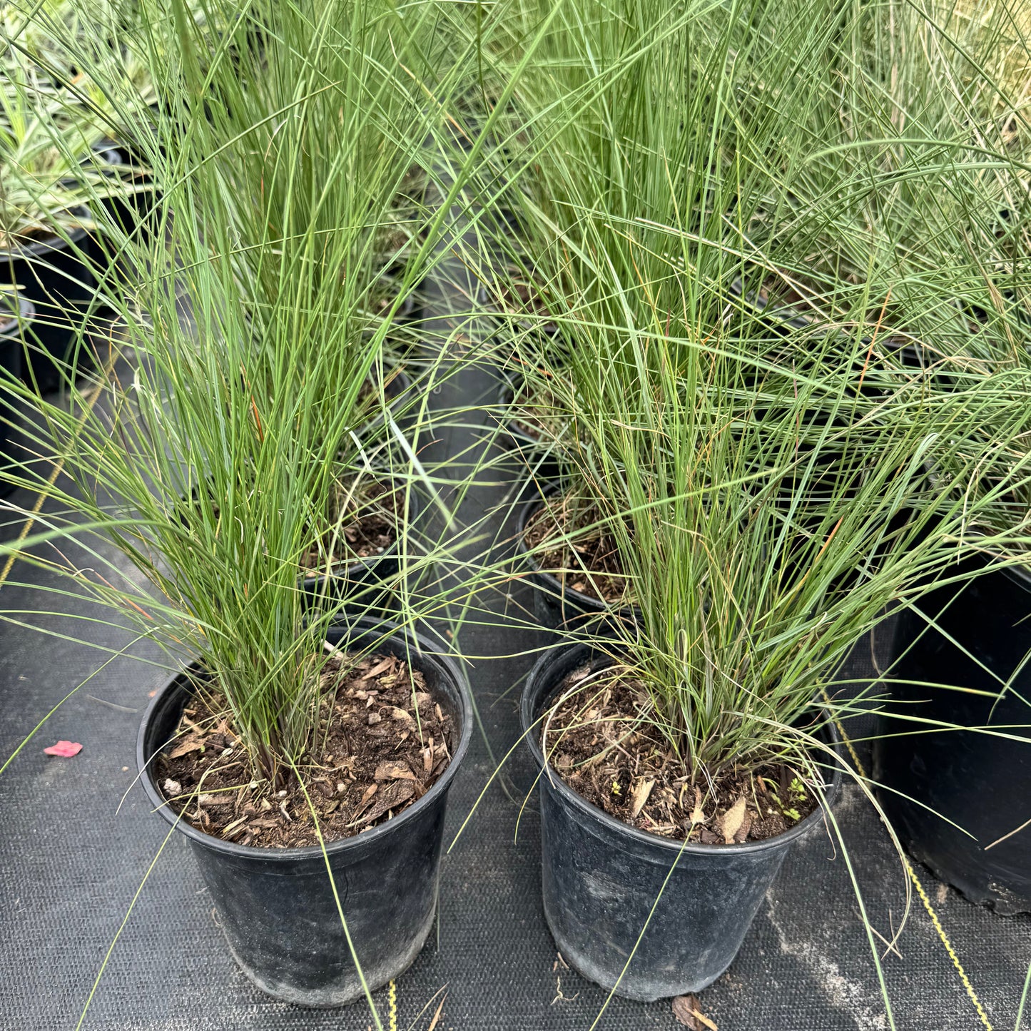 Muhly Grass