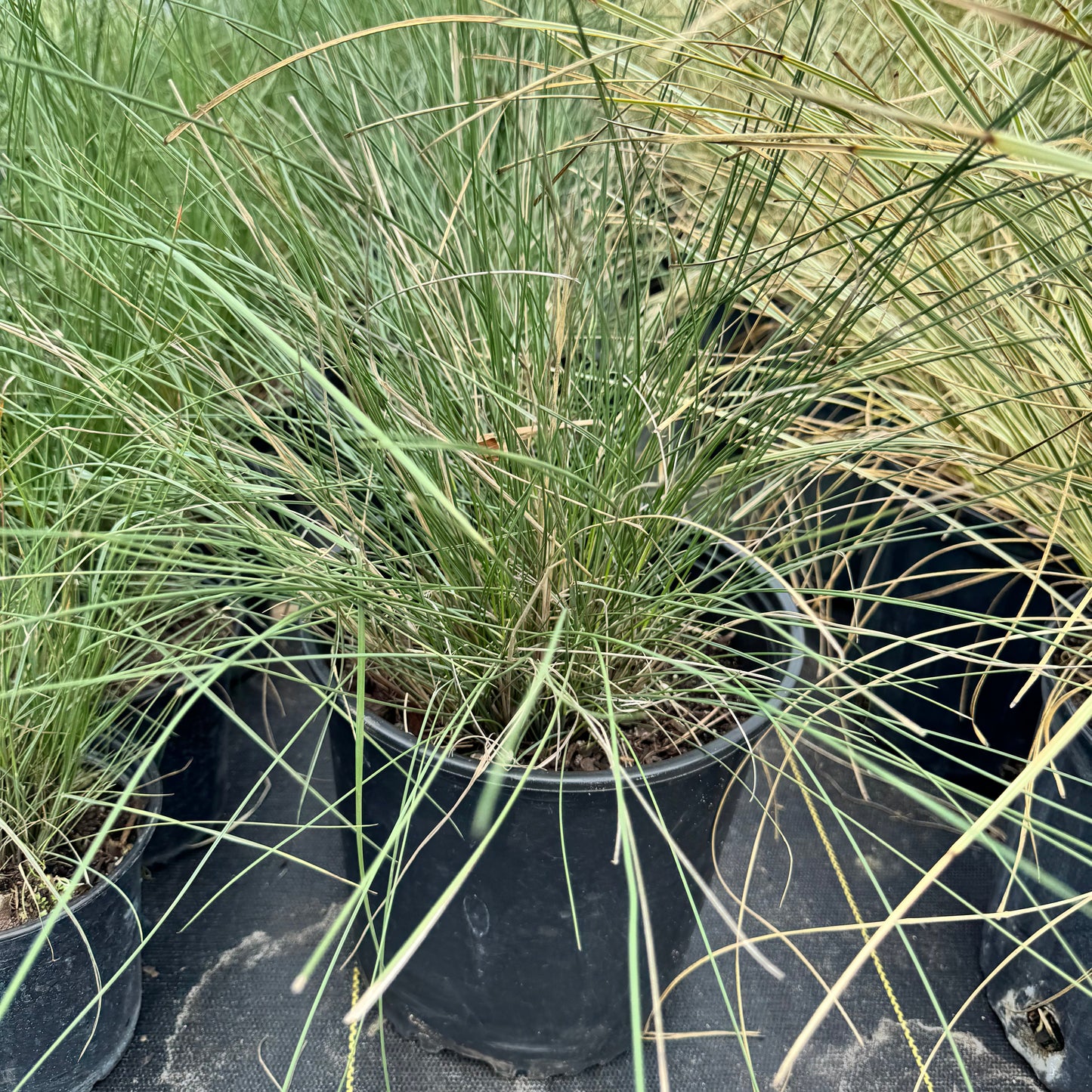 Muhly Grass