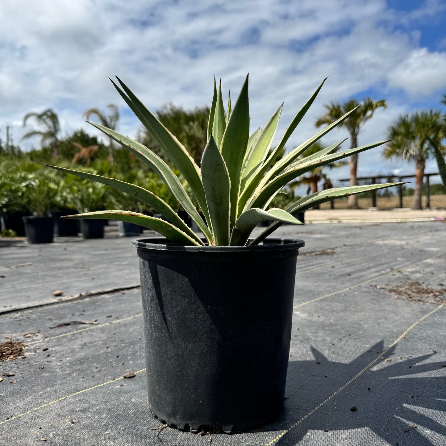 Spanish Dagger Agave
