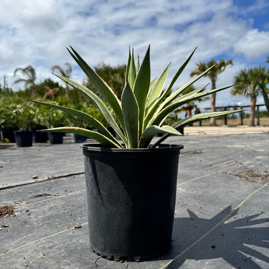 Spanish Dagger Agave