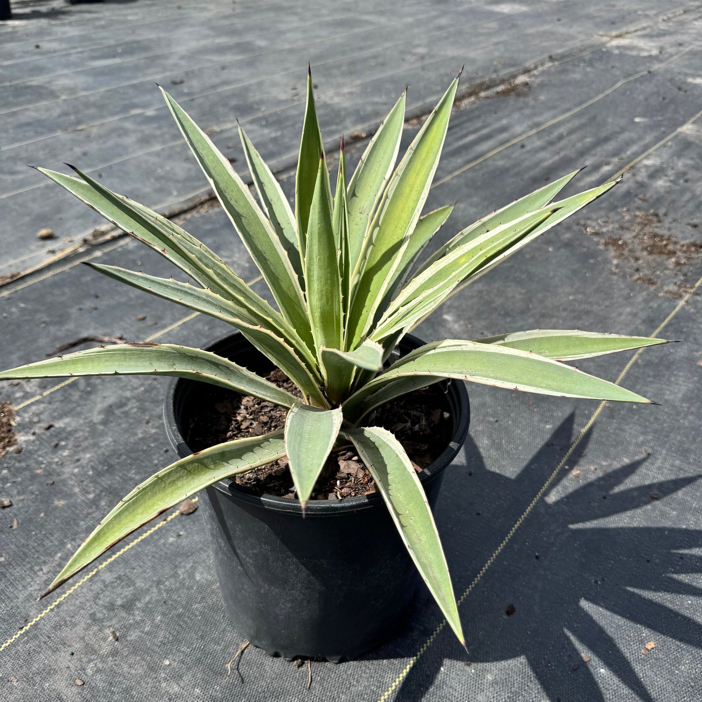 Spanish Dagger Agave