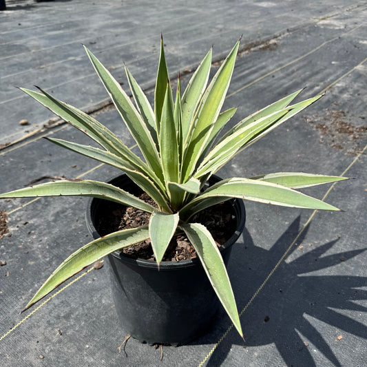 Spanish Dagger Agave