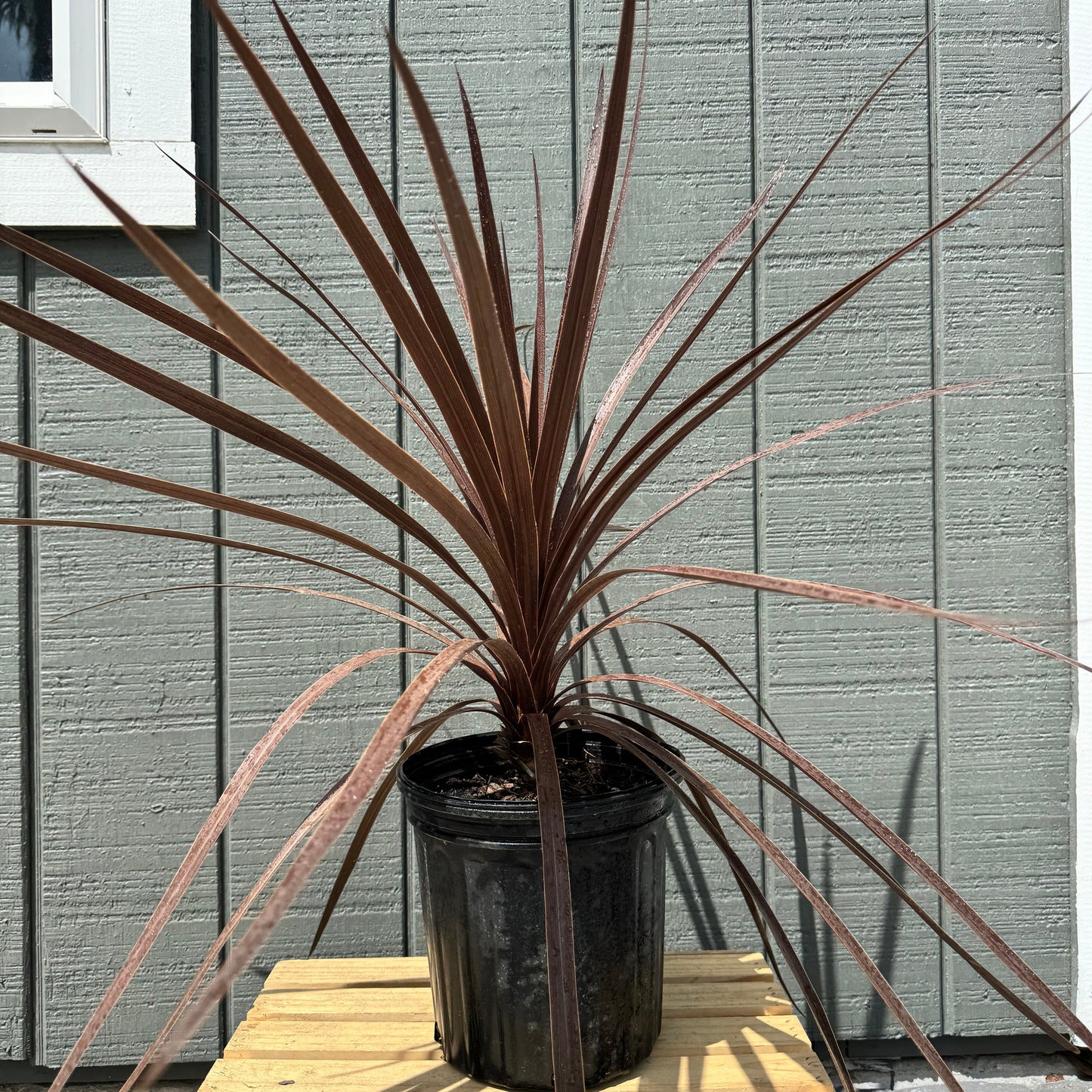 Cordyline Red Star