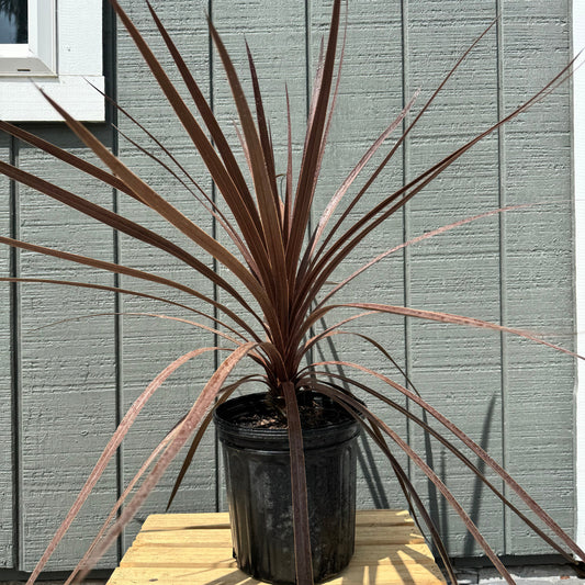 Cordyline Red Star