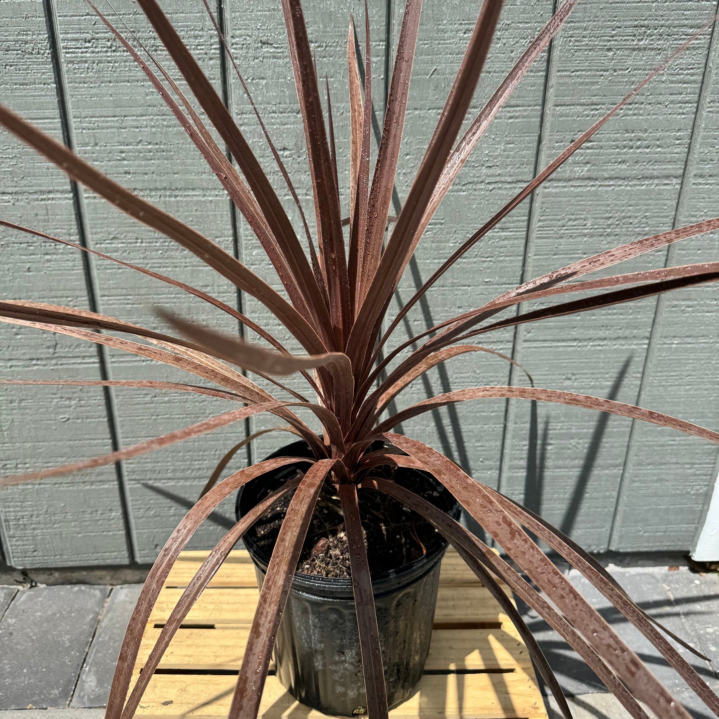 Cordyline Red Star