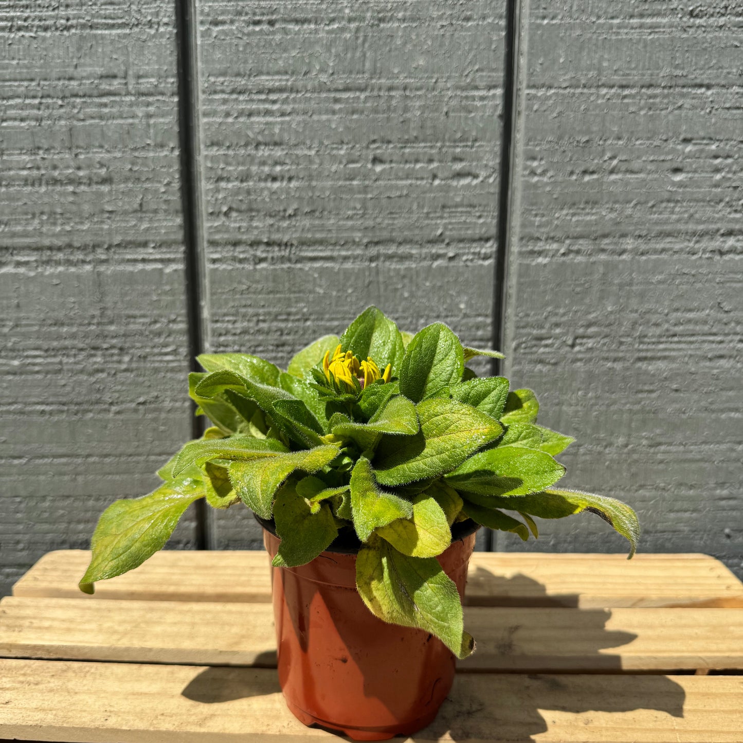 Rudabeckia Claire