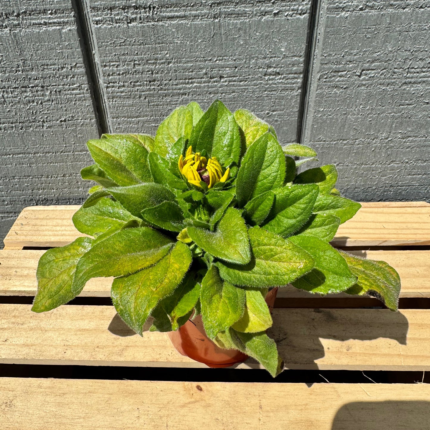 Rudabeckia Claire