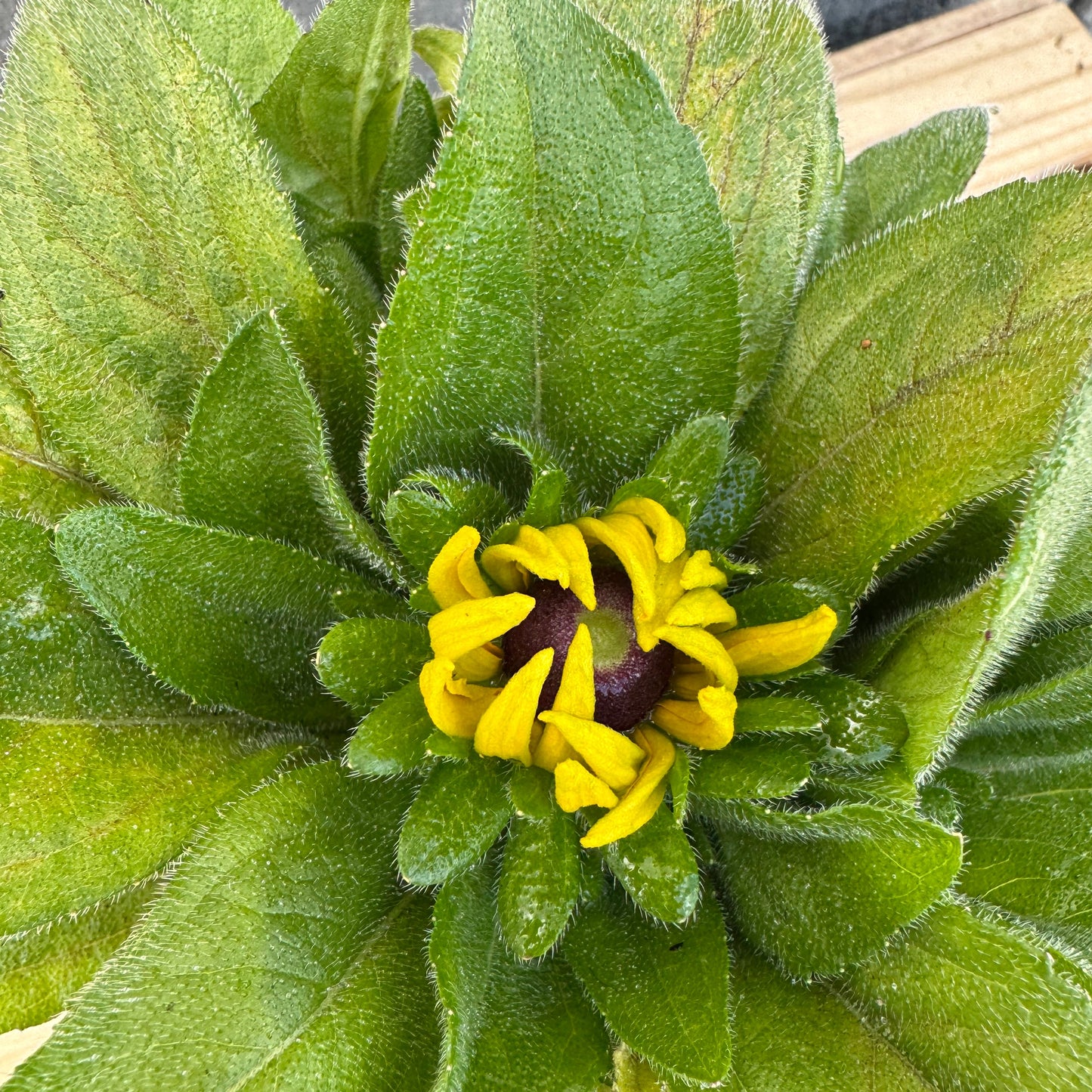 Rudabeckia Claire
