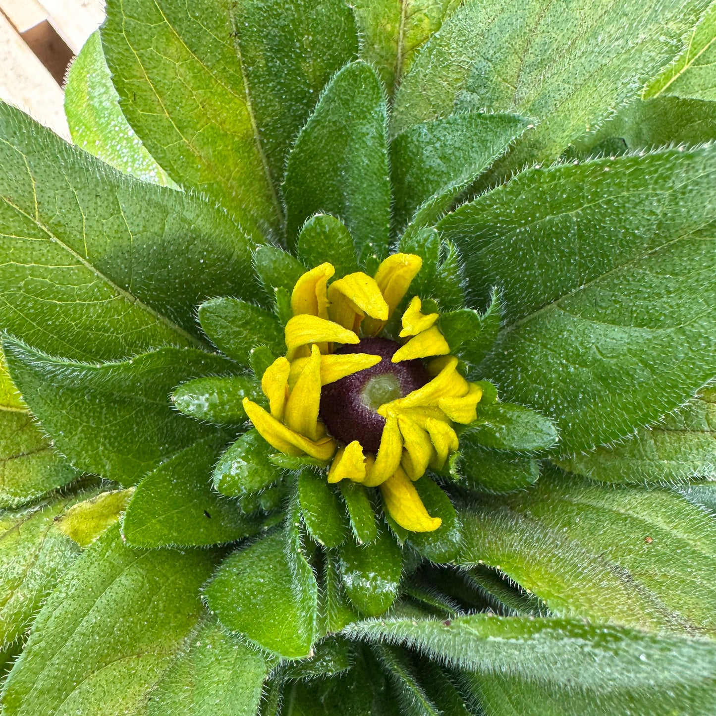 Rudabeckia Claire