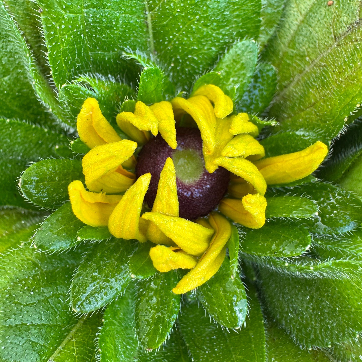 Rudabeckia Claire