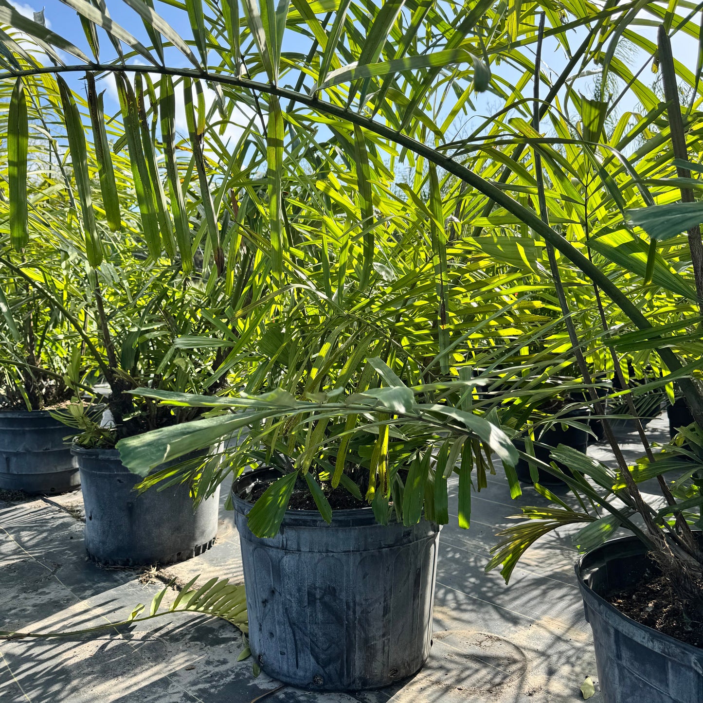 Sugar Palm