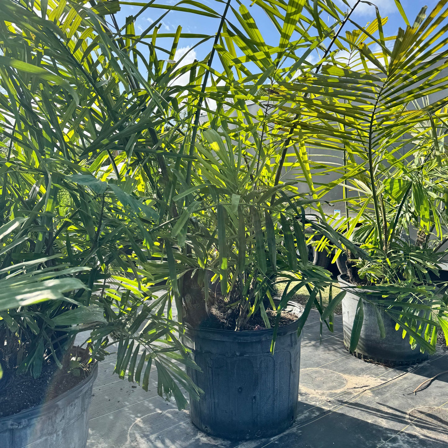 Sugar Palm