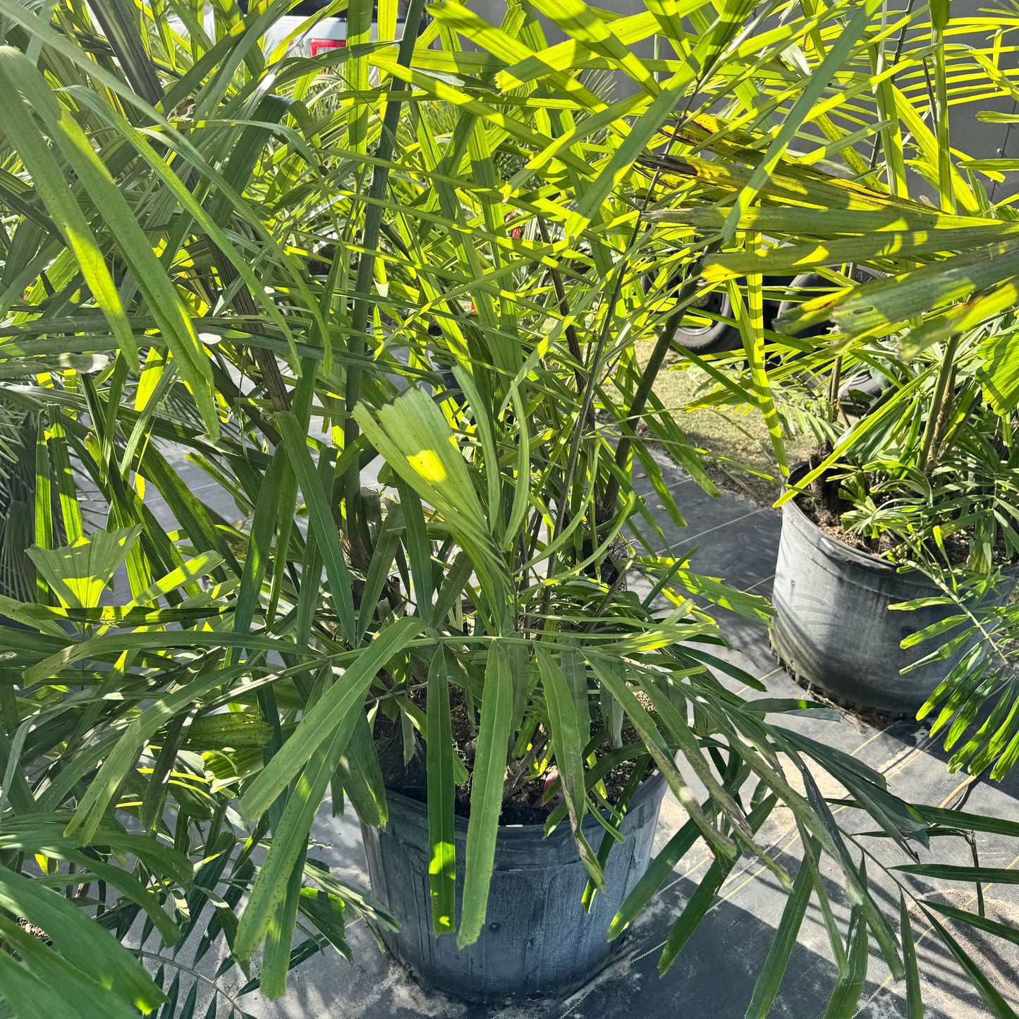 Sugar Palm