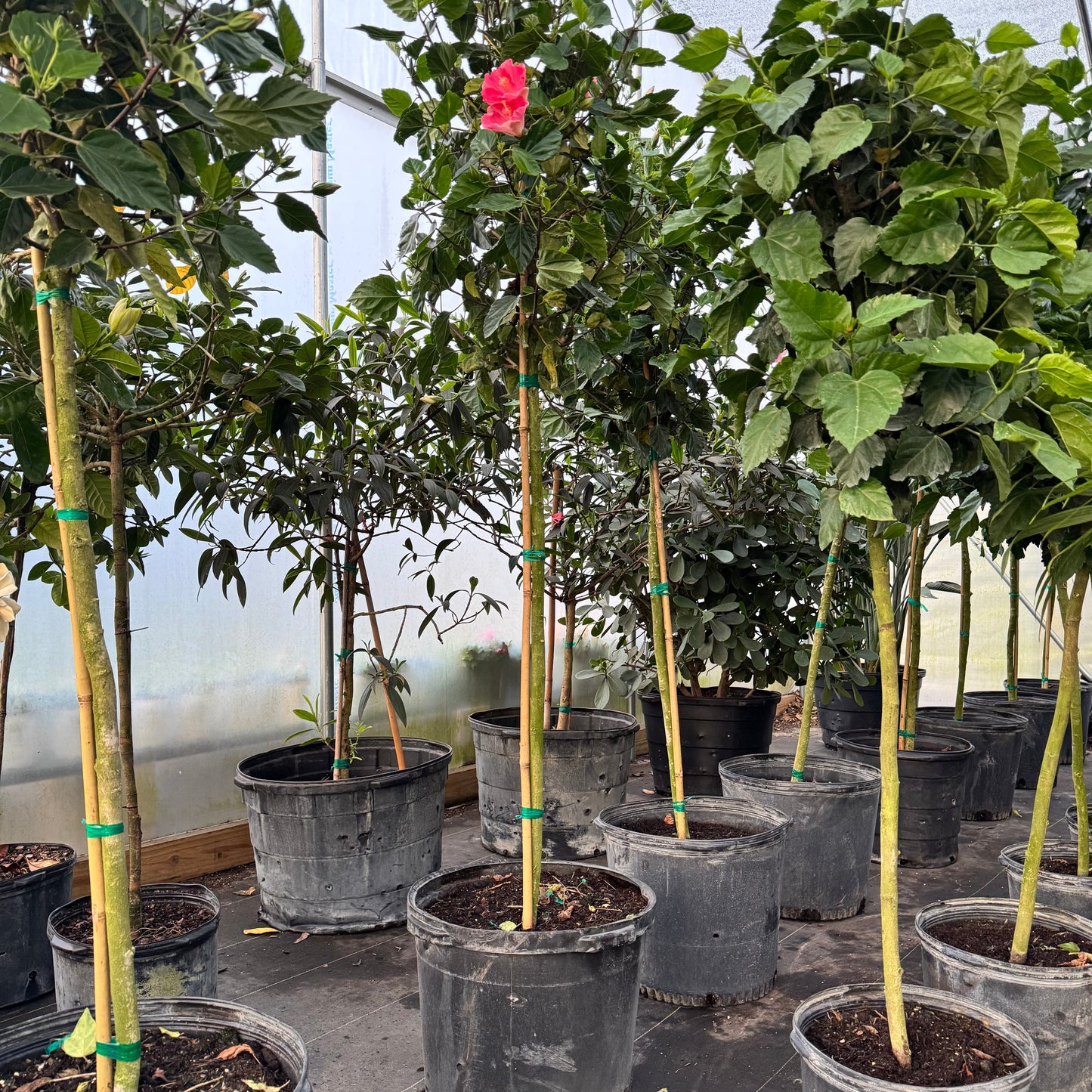 Hibiscus