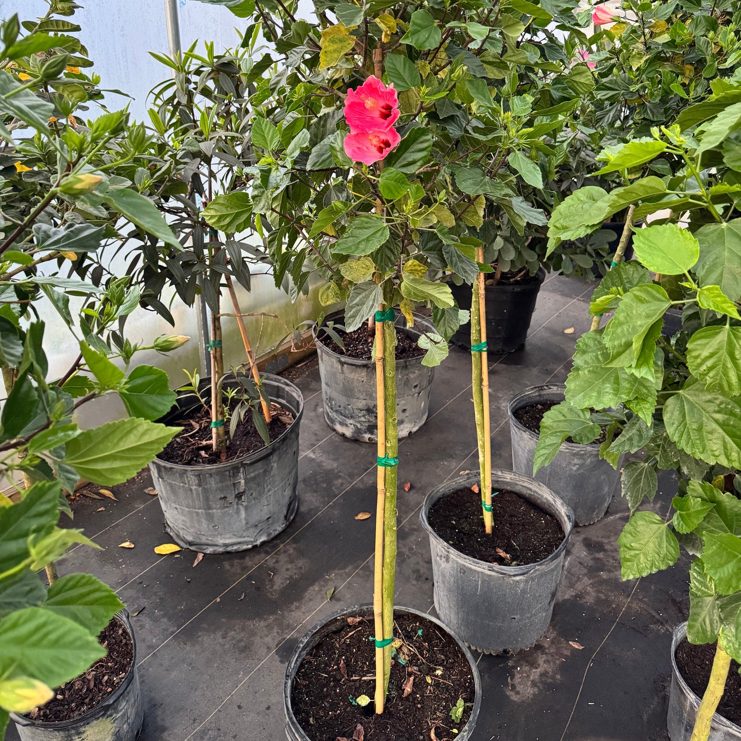 Hibiscus