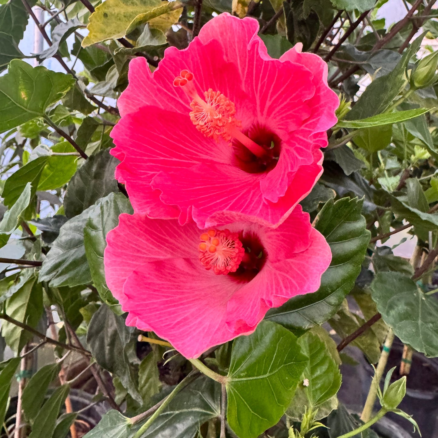 Hibiscus