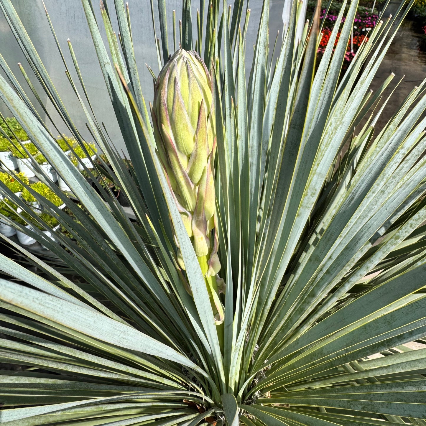 Desert Spoon