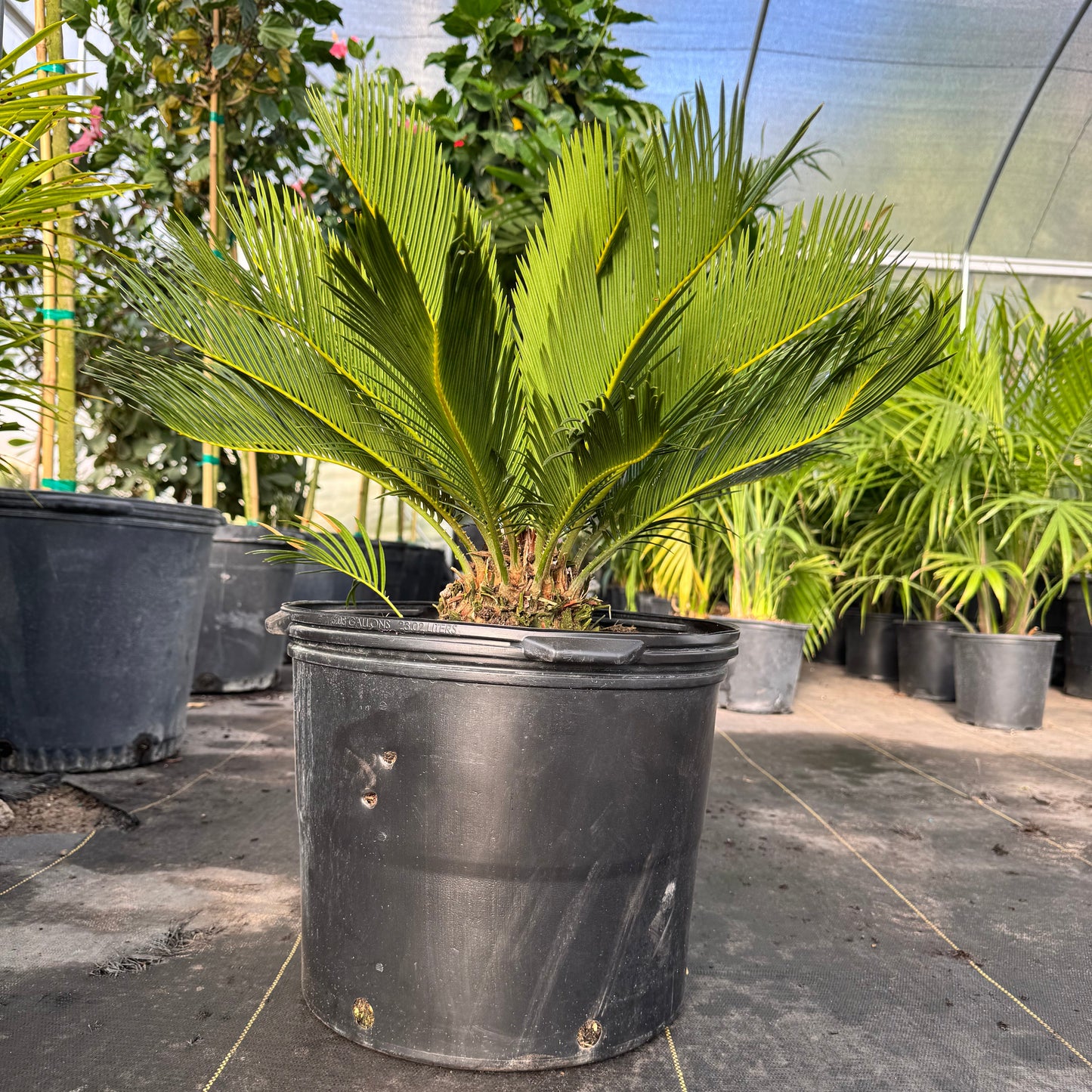 Sago Palm