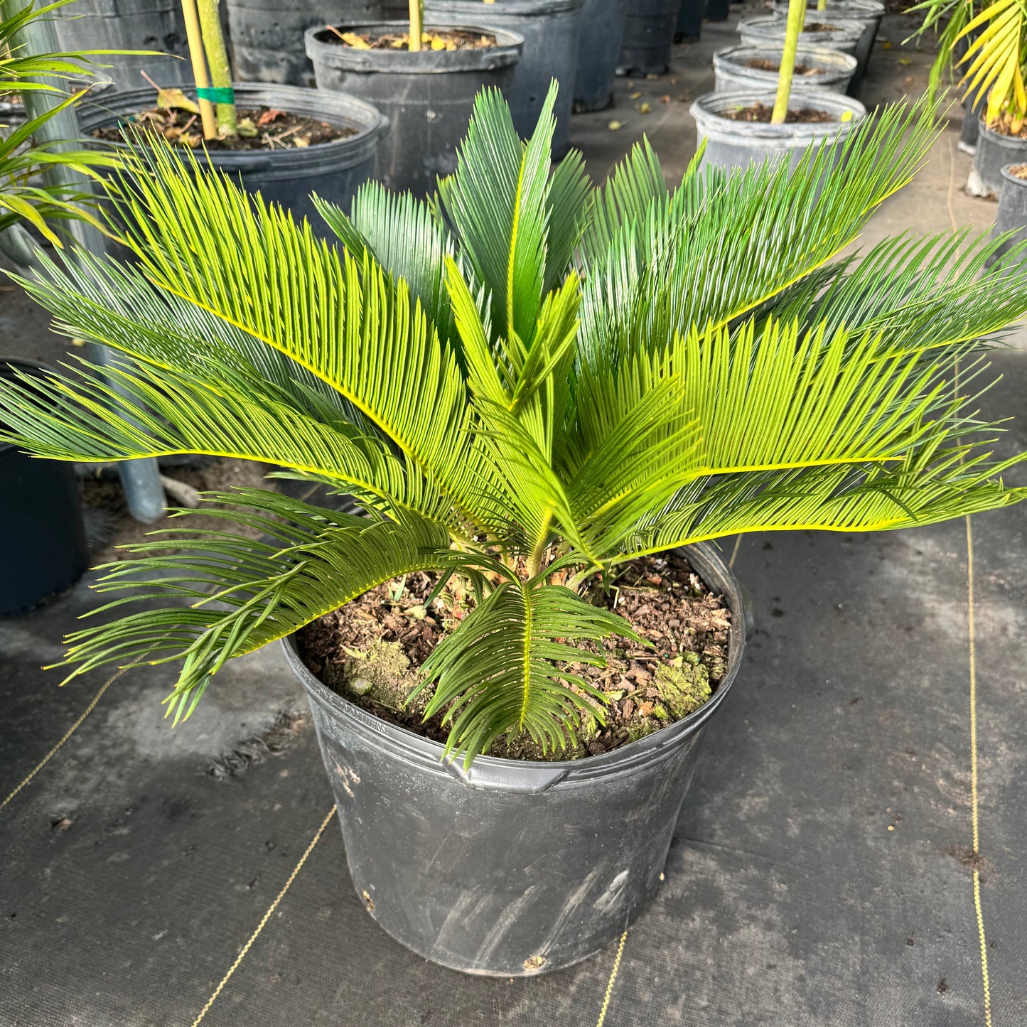 Sago Palm