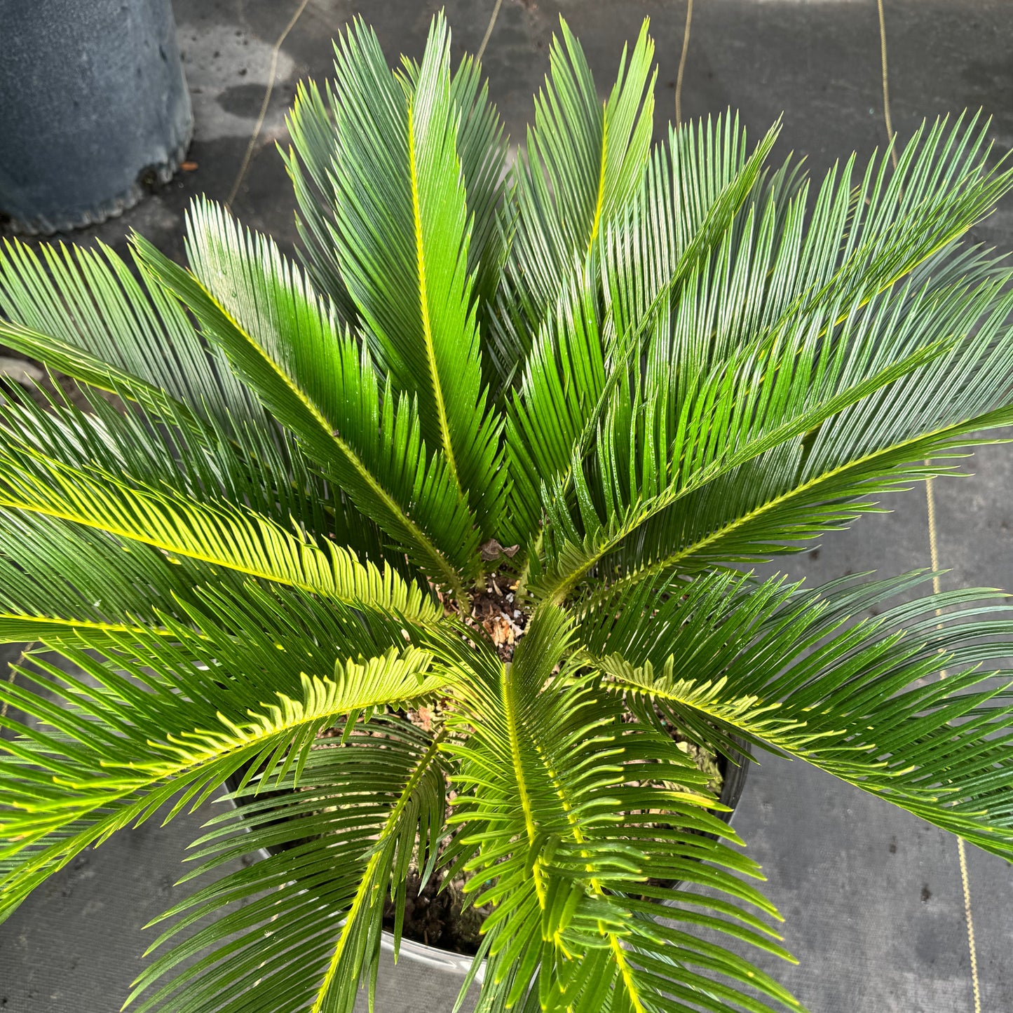 Sago Palm