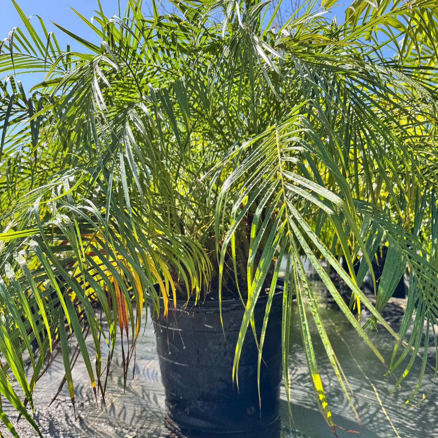 Pygmy Date Palm (Roebelenii)