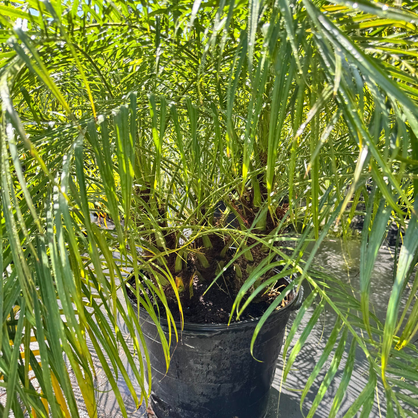 Pygmy Date Palm (Roebelenii)
