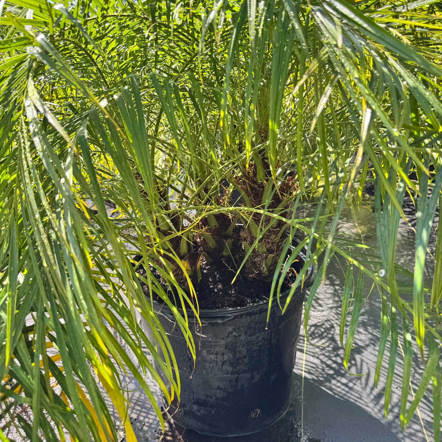 Pygmy Date Palm (Roebelenii)