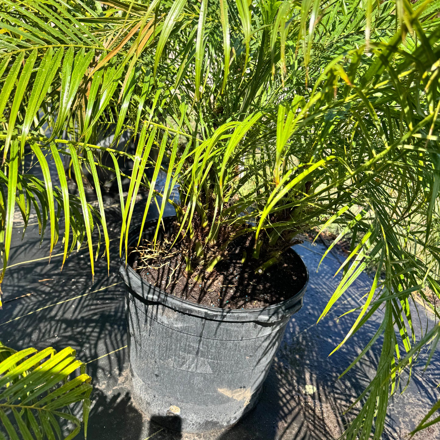 Pygmy Date Palm (Roebelenii)