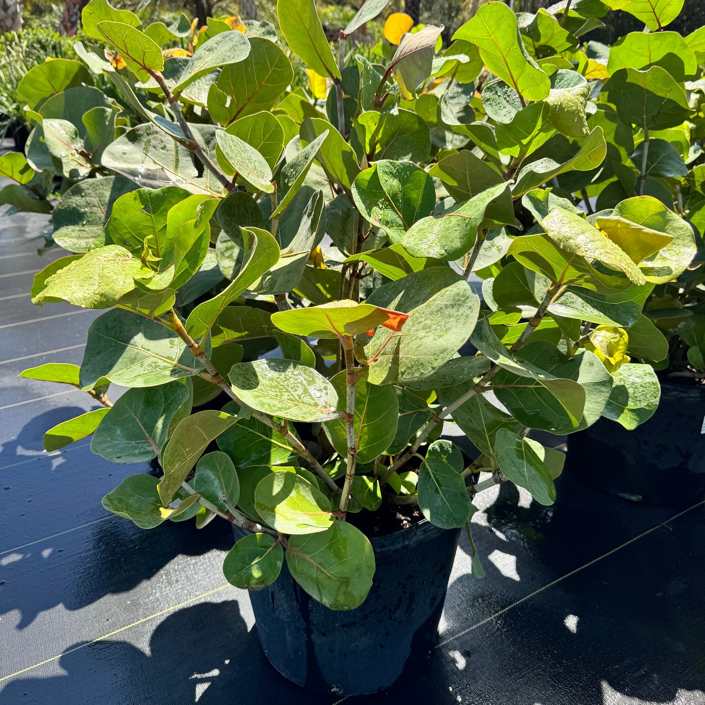 Seagrape Bush