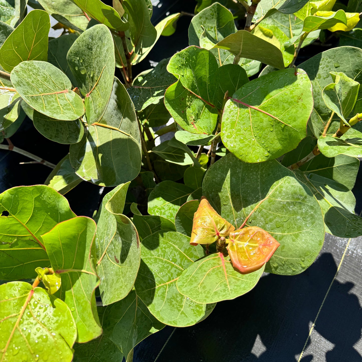 Seagrape Bush