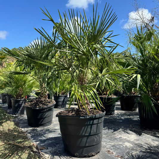 Windmill Palm
