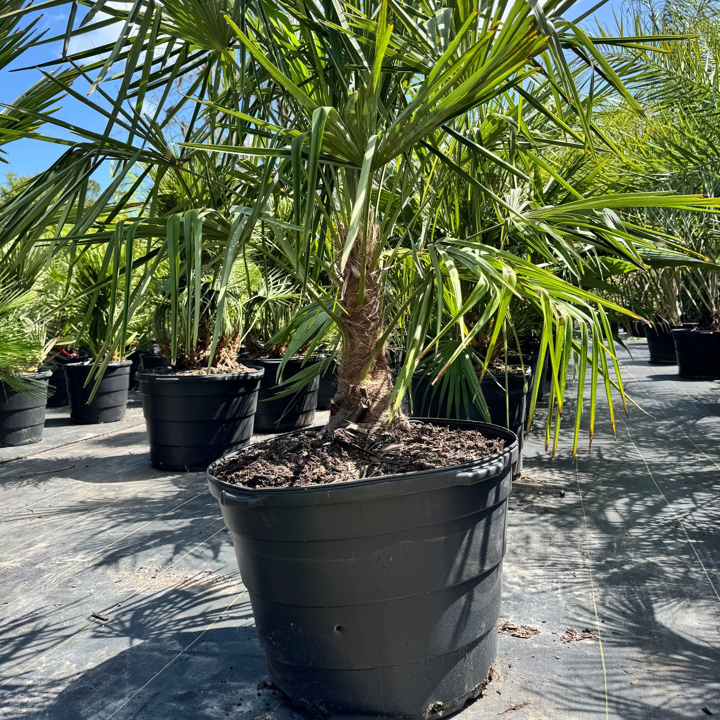 Windmill Palm