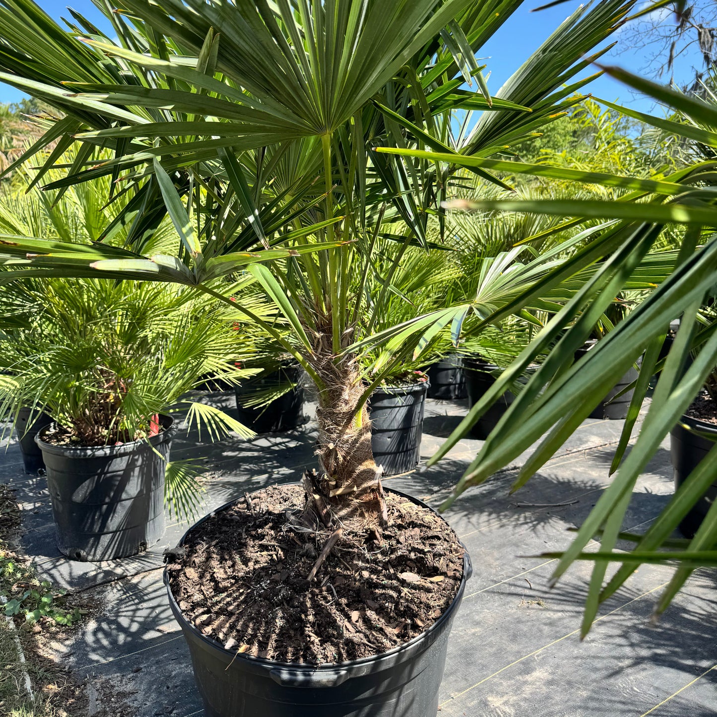 Windmill Palm