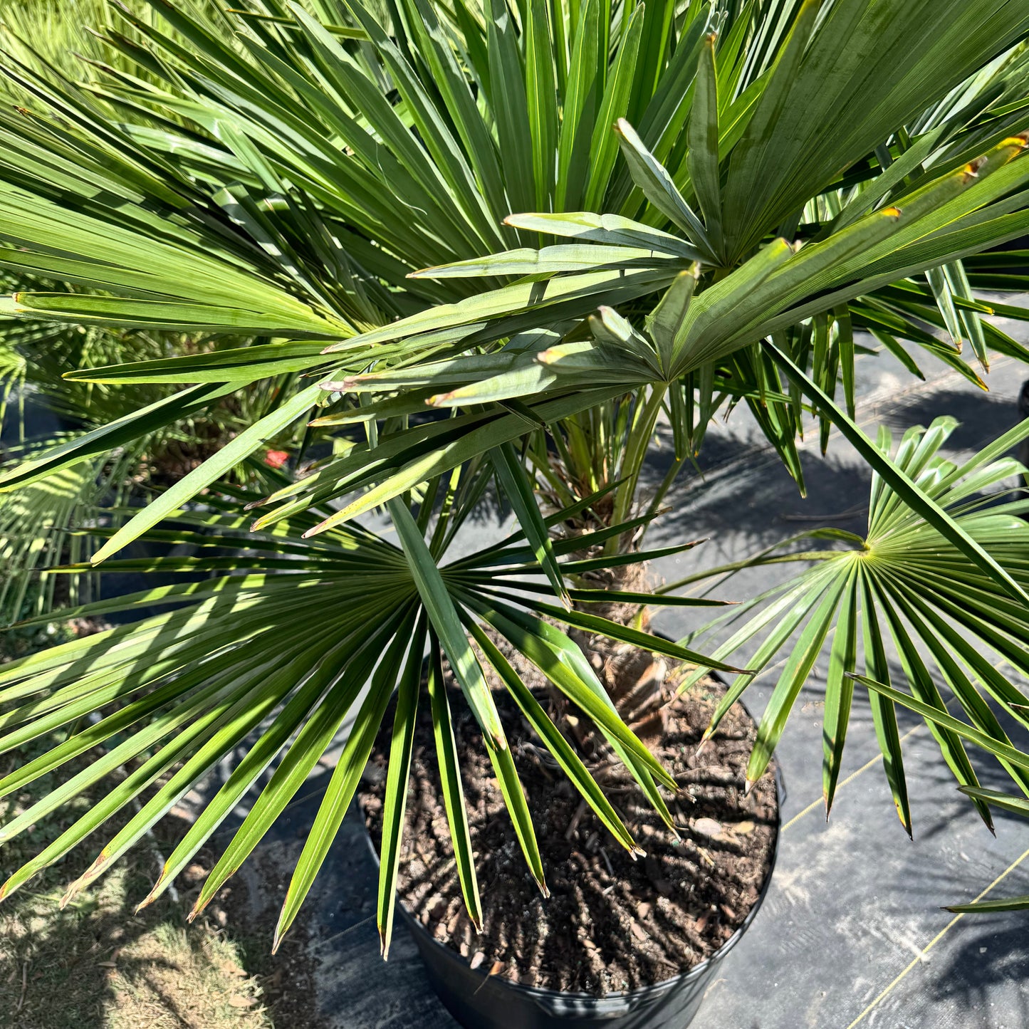 Windmill Palm