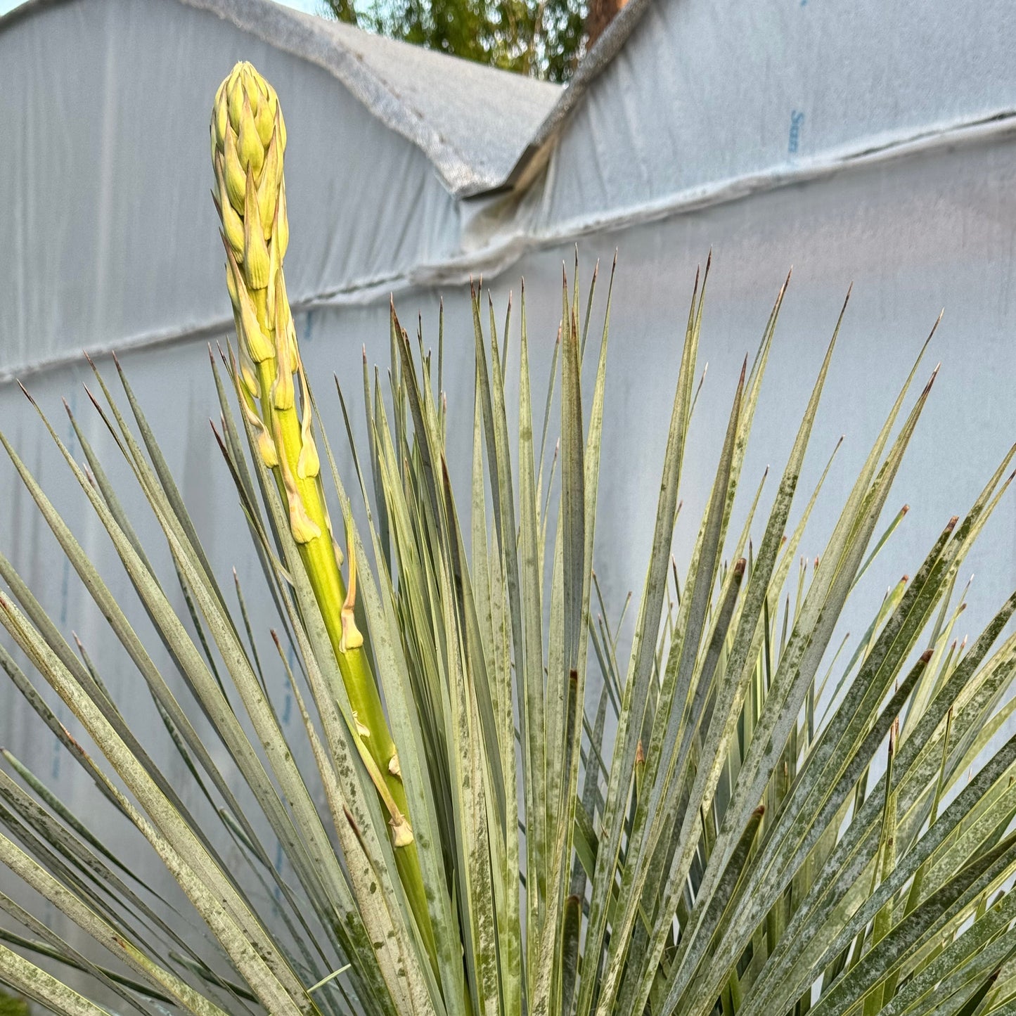 Desert Spoon