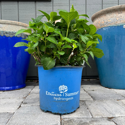 Hydrangea ‘Summer Crush’