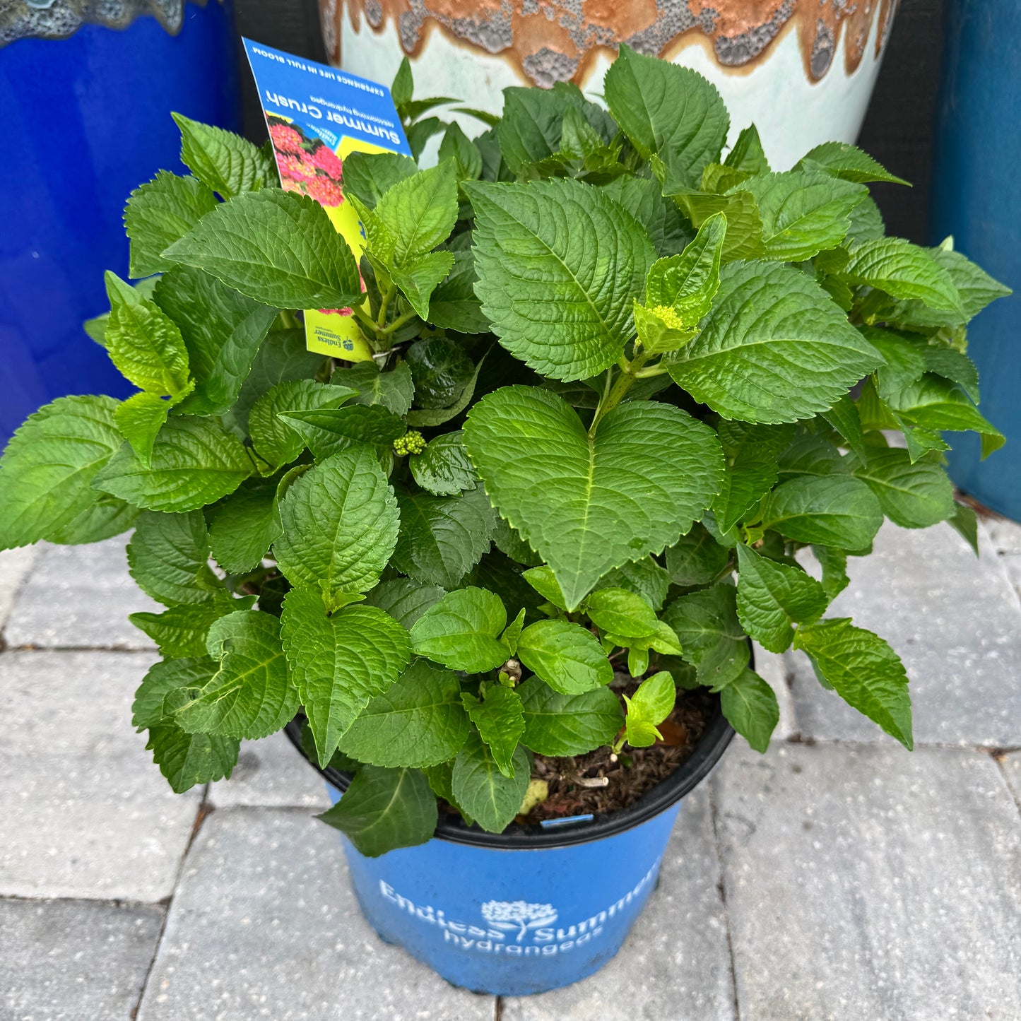 Hydrangea ‘Summer Crush’