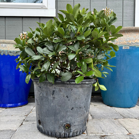 Indian Hawthorn