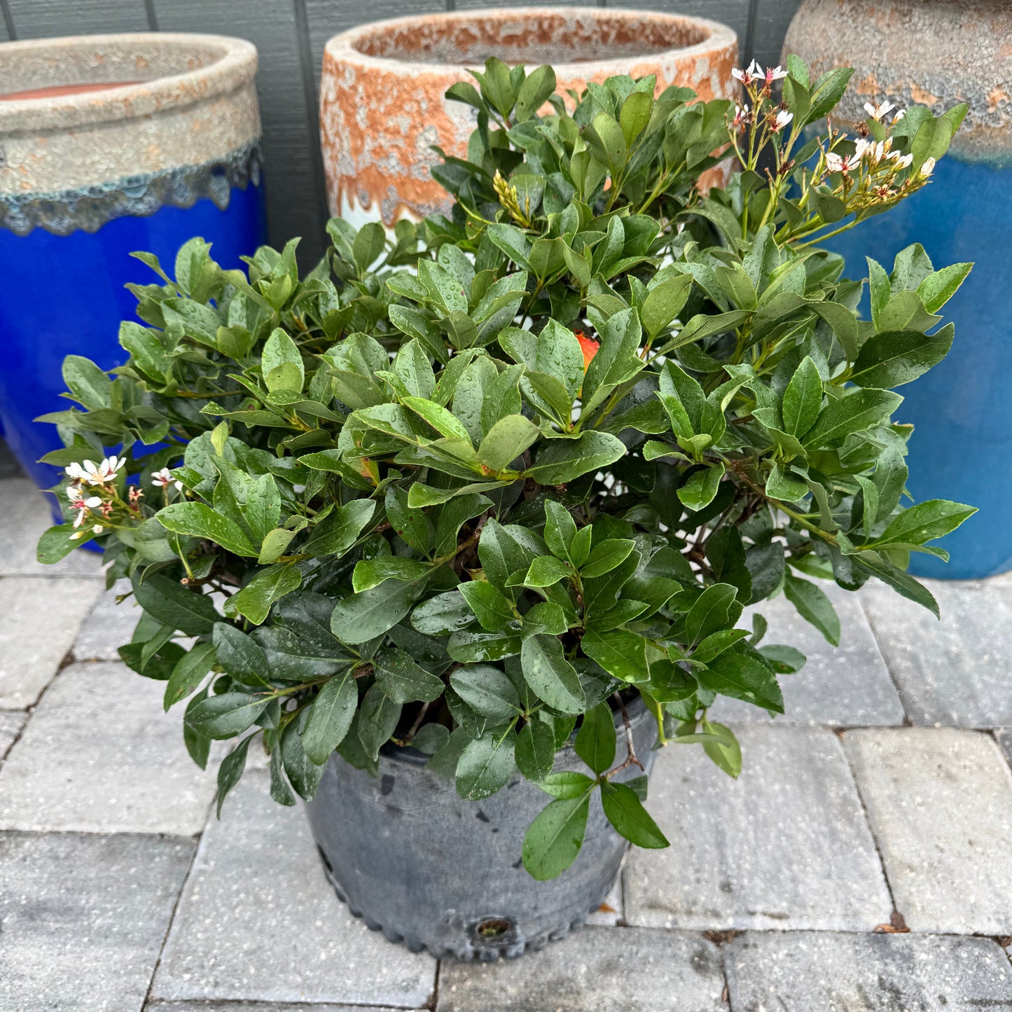 Indian Hawthorn