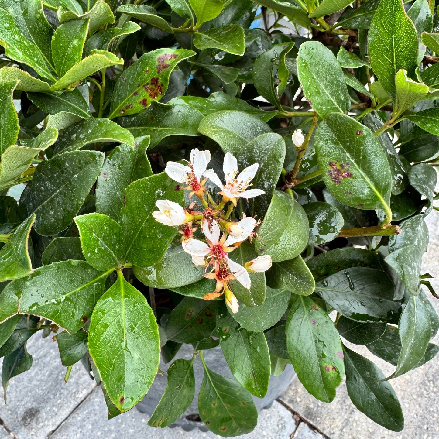 Indian Hawthorn