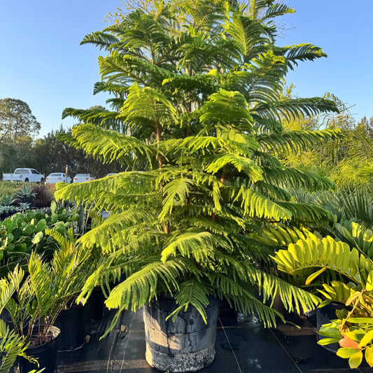 Norfolk Pine